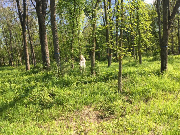 Person in white dress stands in a sunlit forest clearing with tall trees and green grass.